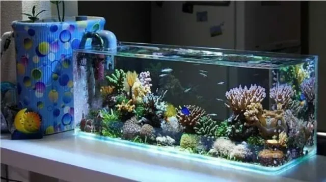 Murah Meriah, Ini Inspirasi Hiasan Aquarium Cantik dan Modern!