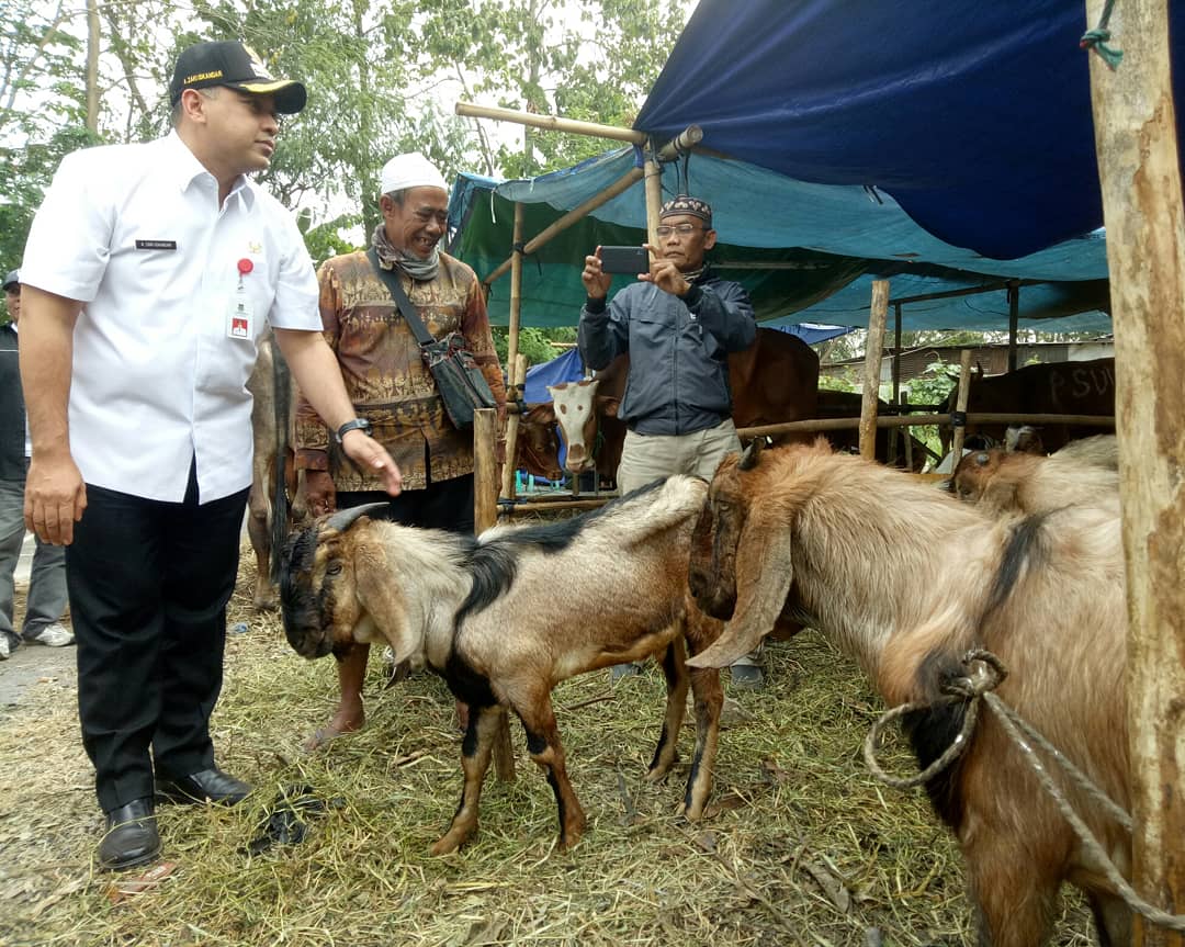 Pastikan Kelayakan Hewan Kurban, Zaki Tinjau Lapak Penjual