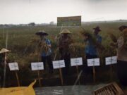 Kelompok Tani Sindang Jaya Berhasil Panen Raya Di Musim Kemarau