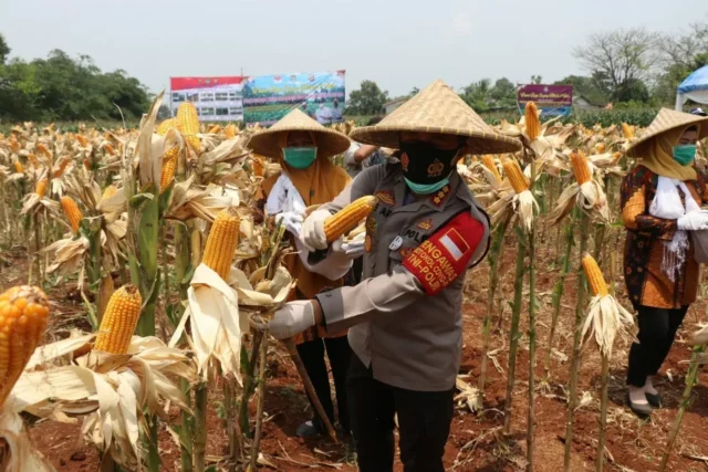 Kapolresta Tangerang Bersama Forkopimda Panen Raya Jagung Hibrida dan Ikan Lele