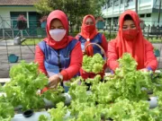 Dukung Ketahanan Pangan di Masa Pandemi, Persit KCK Koorcab Rem 071 Panen Sayur Hidroponik