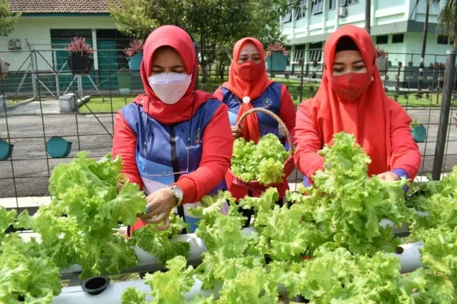 Dukung Ketahanan Pangan di Masa Pandemi, Persit KCK Koorcab Rem 071 Panen Sayur Hidroponik