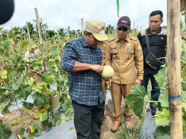 Bupati Tanjung Jabung Timur Romi Hariyanto tampak ketika panen raya buah melon di daerahnya beberapa waktu lalu.