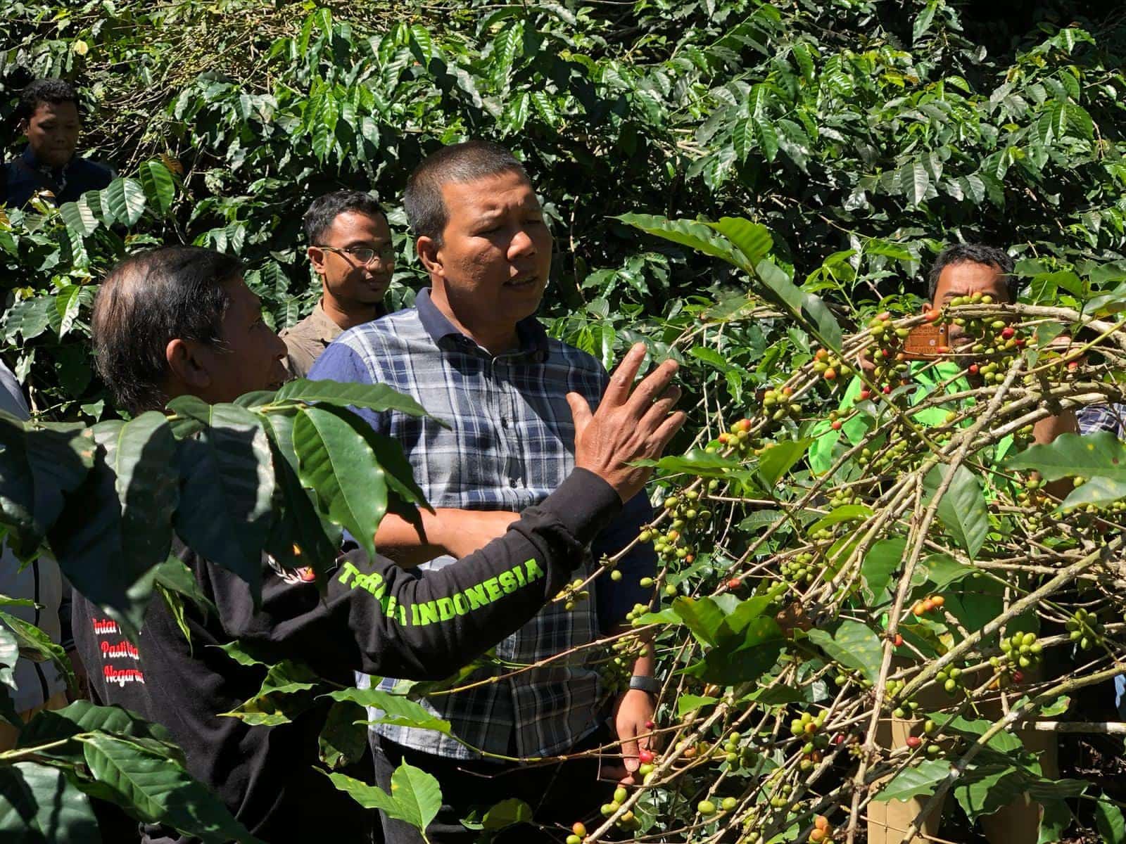 Tampak serius Romi Hariyanto melihat tanaman kopi di Jember, Jawa Timur. 