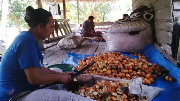 Pinang yang merupakan komuditi unggulan Jambi hanya bisa pasrah. 