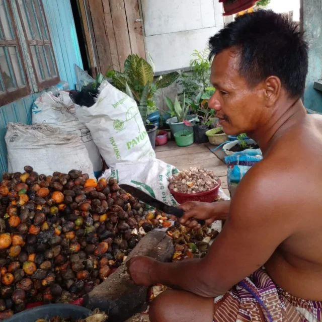 Harga pinang di Jambi terus anjlok, dan kondisi ini pukulan berat petani pinang di Jambi.