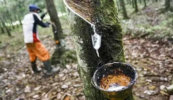 Petani karet menjerit harga karet di Jambi hanya dihargai Rp 6.000/kilogram.