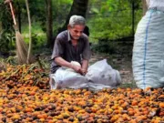 Harga pinang kering di Jambi terpuruk, dan sekarang hanya dihargai Rp 5.000/kilogram