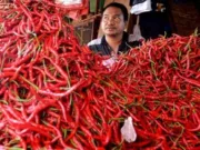 Harga Cabe Merah di Jambi anjol ke harga Rp 15.000/Kilogram.