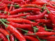 Harga cabe merah di Jambi dihargai Rp 15 Ribu/Kilogram.