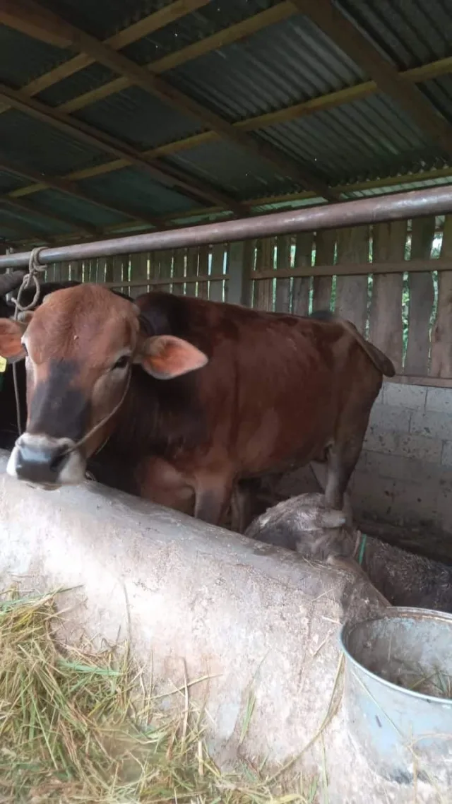 Sapi Qurban siap antar di Provinsi Jambi.