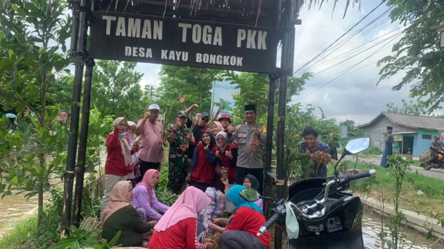 KKN Mahasiswa IQADU Dampingi Kades dan PKK Desa Kayu Bongkok Panen Lengkuas di Kebun Toga