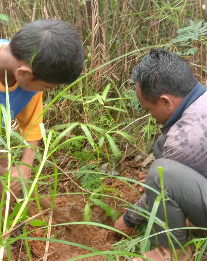 Kompak, SDI Watu Wangka Manggarai Barat NTT Tanam 250 Anakan Bambu