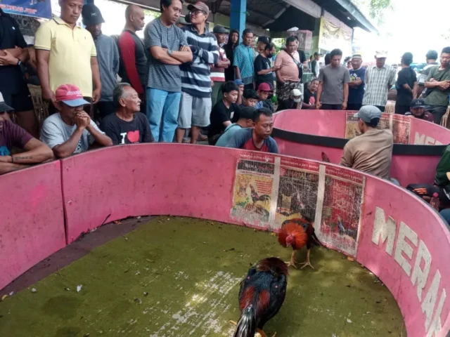 Riuhnya Menyaksikan Hobi Laki-laki Ngabar Jago di Pasar Manuk Madiun